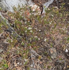 Platysace lanceolata at Numeralla, NSW - 31 Dec 2023 09:40 AM