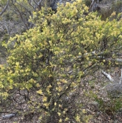 Acacia aureocrinita (A Wattle) at Numeralla, NSW - 30 Dec 2023 by SteveBorkowskis