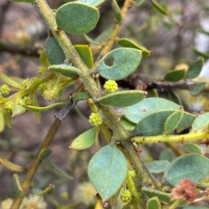 Acacia aureocrinita at Numeralla, NSW - 31 Dec 2023