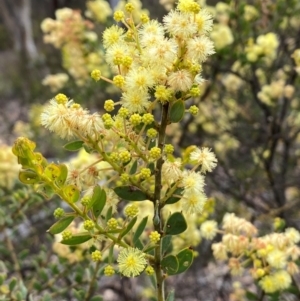 Acacia aureocrinita at Numeralla, NSW - 31 Dec 2023 09:36 AM