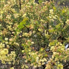 Acacia aureocrinita at Numeralla, NSW - 31 Dec 2023