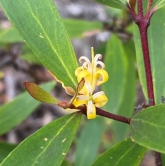 Persoonia silvatica (Forest Geebung) at Numeralla, NSW - 31 Dec 2023 by SteveBorkowskis