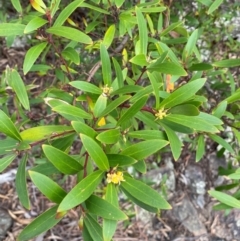 Persoonia silvatica at Numeralla, NSW - 31 Dec 2023 09:33 AM