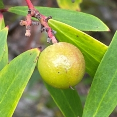 Persoonia silvatica at Numeralla, NSW - 31 Dec 2023 09:33 AM