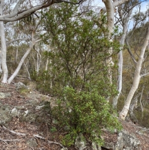 Persoonia silvatica at Numeralla, NSW - 31 Dec 2023 09:33 AM