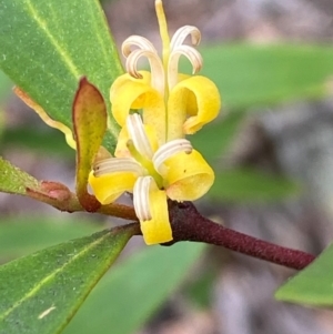 Persoonia silvatica at Numeralla, NSW - 31 Dec 2023 09:33 AM