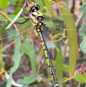 Hemicordulia tau at Numeralla, NSW - 31 Dec 2023 09:23 AM