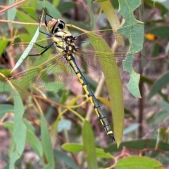 Hemicordulia tau at Numeralla, NSW - 31 Dec 2023 09:23 AM