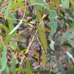 Hemicordulia tau at Numeralla, NSW - 31 Dec 2023 09:23 AM