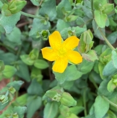 Hypericum gramineum (Small St Johns Wort) at Numeralla, NSW - 31 Dec 2023 by SteveBorkowskis