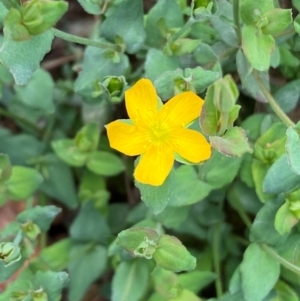 Hypericum gramineum at Numeralla, NSW - 31 Dec 2023