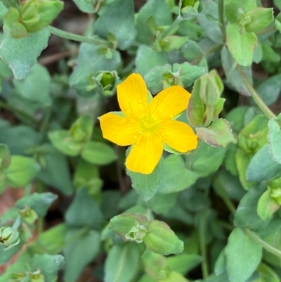 Hypericum gramineum (Small St Johns Wort) at Numeralla, NSW - 31 Dec 2023 by SteveBorkowskis