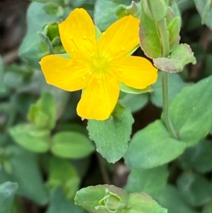 Hypericum gramineum at Numeralla, NSW - 31 Dec 2023