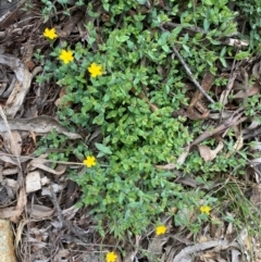 Hypericum gramineum at Numeralla, NSW - 31 Dec 2023