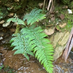 Polystichum proliferum (Mother Shield Fern) at Numeralla, NSW - 31 Dec 2023 by SteveBorkowskis