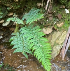 Polystichum proliferum (Mother Shield Fern) at Numeralla, NSW - 30 Dec 2023 by SteveBorkowskis