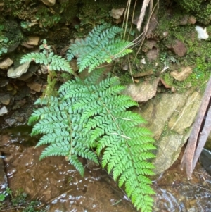 Polystichum proliferum at Numeralla, NSW - 31 Dec 2023