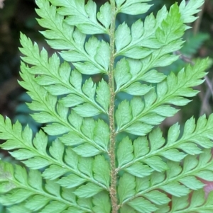 Polystichum proliferum at Numeralla, NSW - 31 Dec 2023 09:18 AM