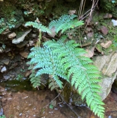 Polystichum proliferum at Numeralla, NSW - 31 Dec 2023