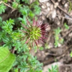 Acaena novae-zelandiae (Bidgee Widgee) at Numeralla, NSW - 30 Dec 2023 by SteveBorkowskis