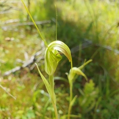Diplodium decurvum (Summer greenhood) at Rendezvous Creek, ACT - 29 Dec 2023 by shoko