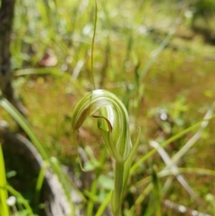 Diplodium decurvum at Namadgi National Park - suppressed
