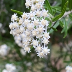 Ozothamnus conditus (Pepper Everlasting) at Numeralla, NSW - 30 Dec 2023 by SteveBorkowskis