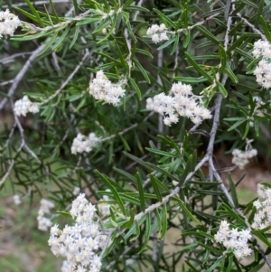 Ozothamnus conditus at Numeralla, NSW - 31 Dec 2023