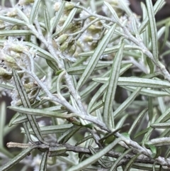 Ozothamnus conditus at Numeralla, NSW - 31 Dec 2023