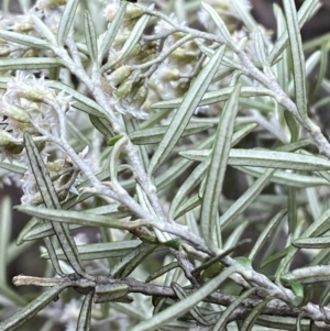 Ozothamnus conditus at Numeralla, NSW - 31 Dec 2023