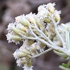 Ozothamnus conditus at Numeralla, NSW - 31 Dec 2023