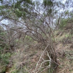 Ozothamnus conditus at Numeralla, NSW - 31 Dec 2023