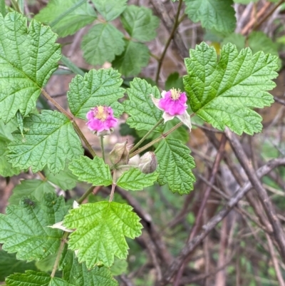 Rubus parvifolius (Native Raspberry) at Numeralla, NSW - 31 Dec 2023 by SteveBorkowskis