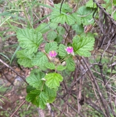 Rubus parvifolius at Numeralla, NSW - 31 Dec 2023 09:11 AM