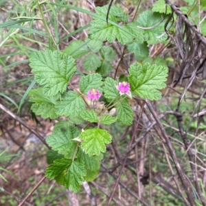 Rubus parvifolius at Numeralla, NSW - 31 Dec 2023 09:11 AM