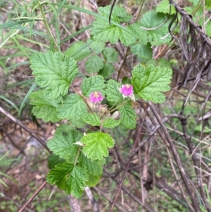 Rubus parvifolius at Numeralla, NSW - 31 Dec 2023