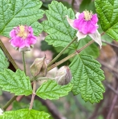 Rubus parvifolius at Numeralla, NSW - 31 Dec 2023 09:11 AM