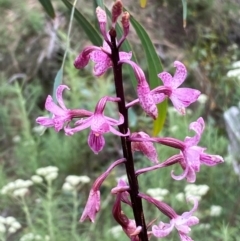 Dipodium roseum (Rosy Hyacinth Orchid) at Numeralla, NSW - 30 Dec 2023 by SteveBorkowskis