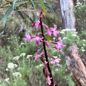 Dipodium roseum at Numeralla, NSW - 31 Dec 2023