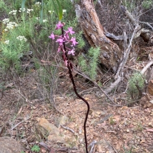 Dipodium roseum at Numeralla, NSW - 31 Dec 2023