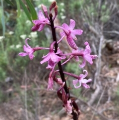 Dipodium roseum at Numeralla, NSW - suppressed