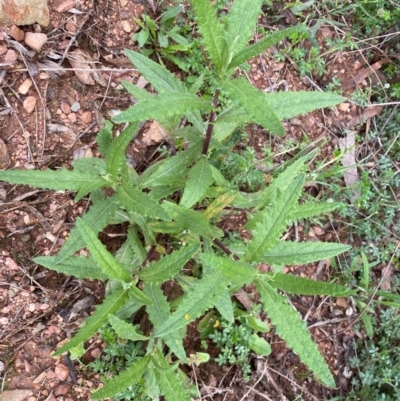 Senecio minimus (Shrubby Fireweed) at Numeralla, NSW - 31 Dec 2023 by SteveBorkowskis