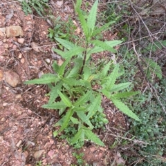 Senecio minimus at Numeralla, NSW - 31 Dec 2023