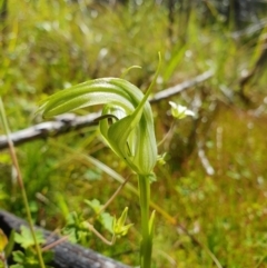 Pterostylis monticola (Large Mountain Greenhood) at Rendezvous Creek, ACT - 29 Dec 2023 by shoko