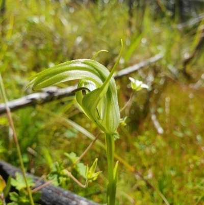 Pterostylis monticola (Large Mountain Greenhood) at Rendezvous Creek, ACT - 29 Dec 2023 by shoko