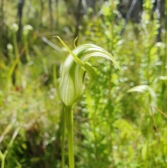 Pterostylis monticola at Namadgi National Park - suppressed