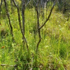 Pterostylis monticola at Namadgi National Park - suppressed