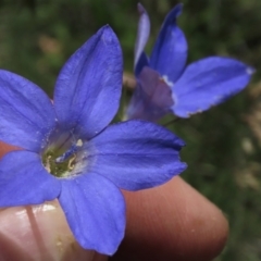 Wahlenbergia stricta subsp. stricta (Tall Bluebell) at Dry Plain, NSW - 29 Dec 2023 by AndyRoo