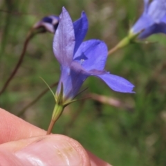 Wahlenbergia stricta subsp. stricta at Top Hut TSR - 29 Dec 2023 12:32 PM