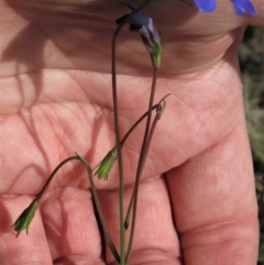 Wahlenbergia stricta subsp. stricta at Top Hut TSR - 29 Dec 2023 12:32 PM